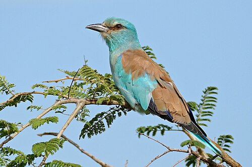 European roller
